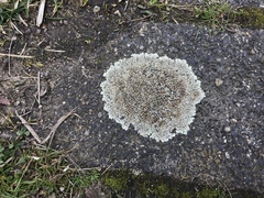 Protoparmeliopsis muralis