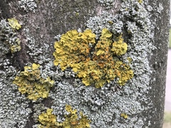 Xanthoria parietina