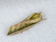 Earias huegeliana