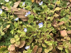 Veronica persica
