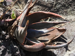 Graceful Aloe (Aloe laeta)