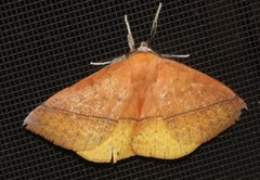 Anthela excellens