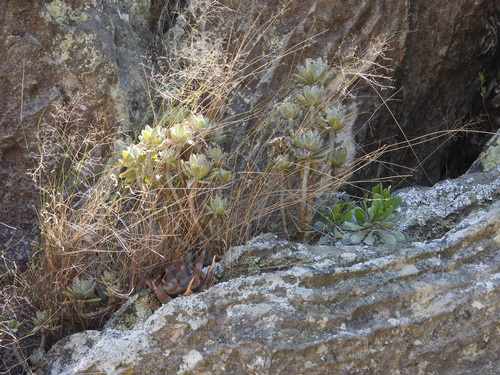 Kalanchoe tomentosa