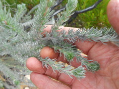 Aspalathus nickhelmei