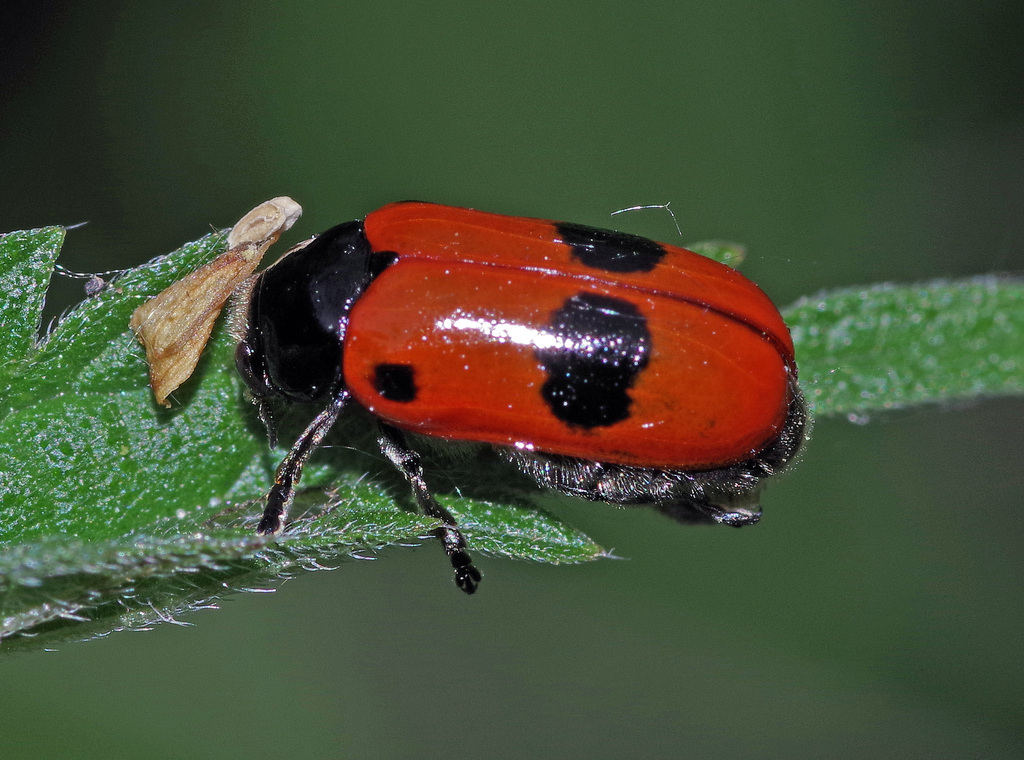 Clytra laeviuscula from Heuchelheim, Deutschland on June 12, 2021 at 02 ...