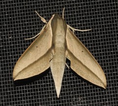 Theretra queenslandi