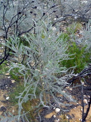 Aspalathus nickhelmei