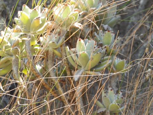 Kalanchoe tomentosa