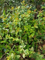 Hypericum androsaemum