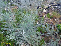 Aspalathus nickhelmei