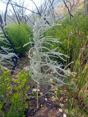 Aspalathus nickhelmei