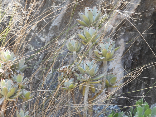 Image of Kalanchoe tomentosa by (c) amantedarmanin, some rights reserved (CC BY)