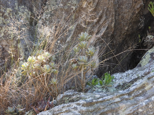 Kalanchoe tomentosa