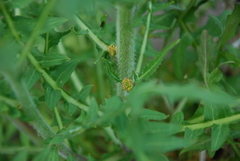 Rorippa barbareifolia