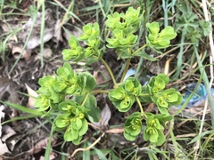 Euphorbia helioscopia