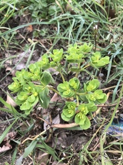 Euphorbia helioscopia