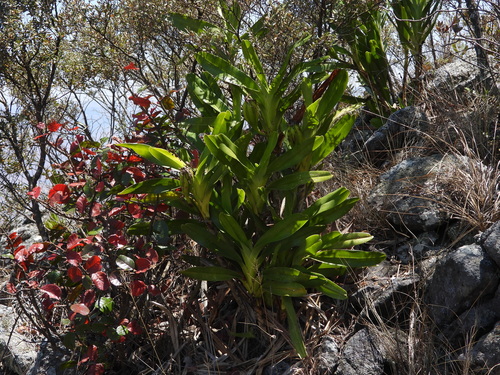 Angraecum sororium