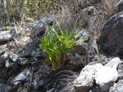 Angraecum sororium, photograph (c) amantedarmanin, some rights reserved (CC BY)