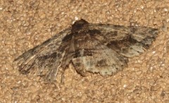 Artigisa impropria