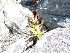 Aloe ibitiensis, photograph (c) amantedarmanin, some rights reserved (CC BY)