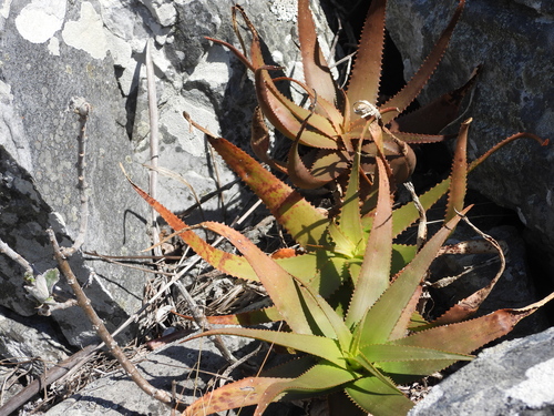 Aloe ibitiensis, photograph 2