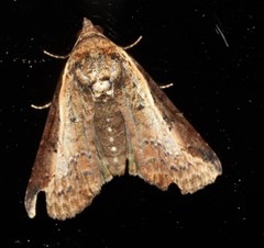 Lophoptera vittigera