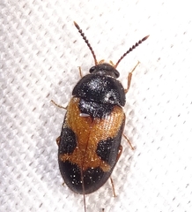Mycetophagus punctatus