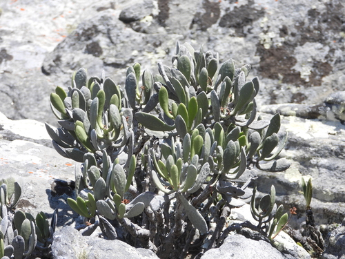 Kalanchoe integrifolia
