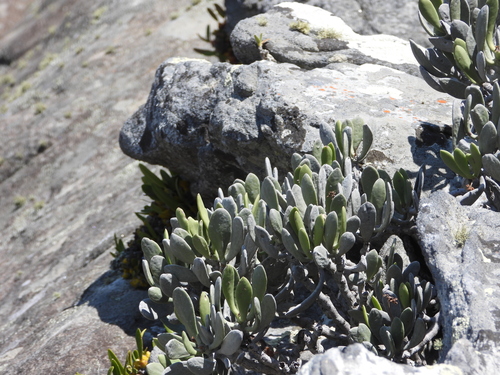 Kalanchoe integrifolia, photograph 1