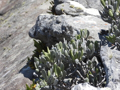 (c) amantedarmanin, some rights reserved (CC BY) Kalanchoe integrifolia, photograph (c) amantedarmanin, some rights reserved (CC BY)
