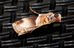 Calguia defiguralis