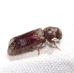 Melalgus plicatus