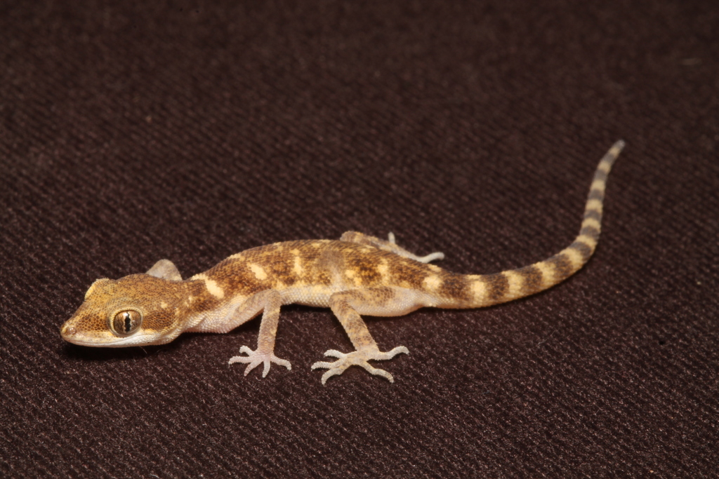 Saudi Arabian Dwarf Gecko