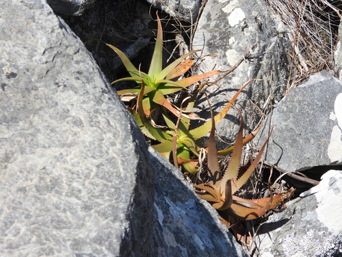 Aloe ibitiensis, photograph 4