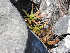 Aloe ibitiensis, photograph (c) amantedarmanin, some rights reserved (CC BY)