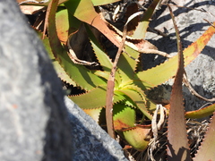 Aloe ibitiensis, photograph (c) amantedarmanin, some rights reserved (CC BY)