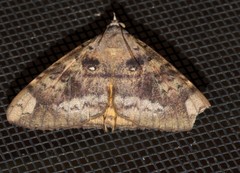 Oxyodes tricolor