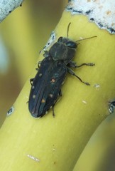 Chrysobothris octocola