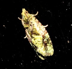 Sorolopha delochlora