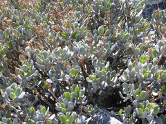 (c) amantedarmanin, some rights reserved (CC BY) Kalanchoe integrifolia, photograph (c) amantedarmanin, some rights reserved (CC BY)