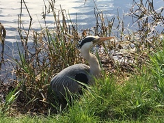 Ardea cinerea
