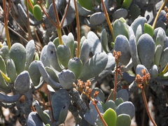 (c) amantedarmanin, some rights reserved (CC BY) Kalanchoe integrifolia, photograph (c) amantedarmanin, some rights reserved (CC BY)