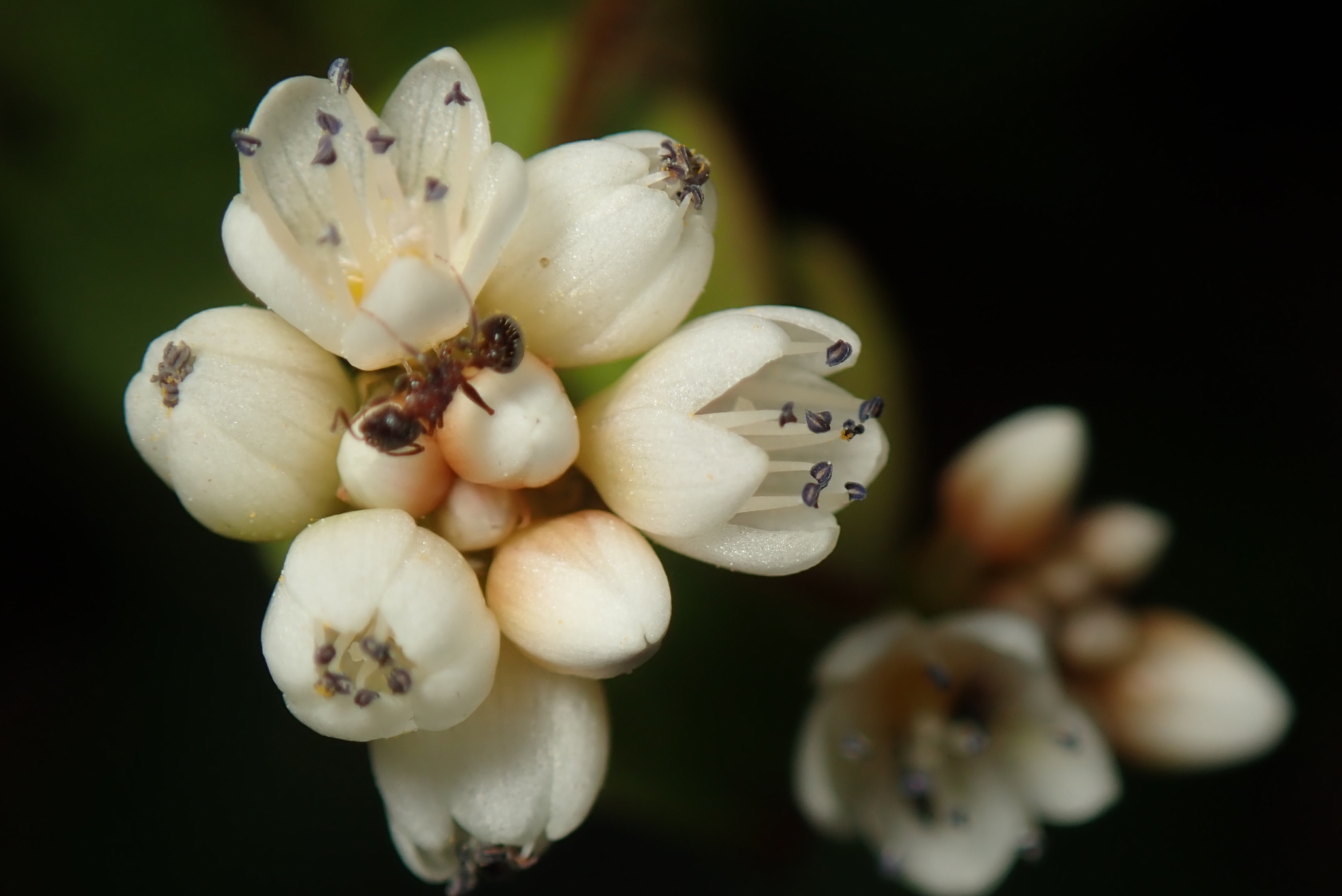 Persicaria chinensis