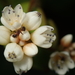 Persicaria chinensis - Photo (c) Liu JimFood, algunos derechos reservados (CC BY-NC), subido por Liu JimFood