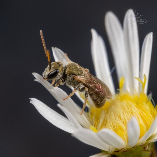 Hairy Sweat Bee photo 5