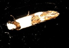Monopis meliorella