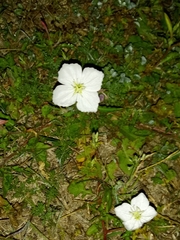 Oenothera tetraptera