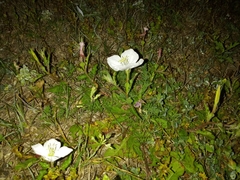 Oenothera tetraptera