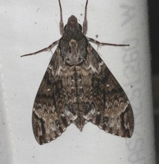 Psilogramma menephron