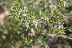 Barbitistes fischeri